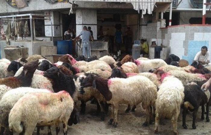 التموين:
إقامة
شوادر
عيد
الأضحى
بدءًا
من
20
مايو
لتوفير
الخراف
الحية
واللحوم
الطازجة
بأسعار
تنافسية - غاية التعليمية